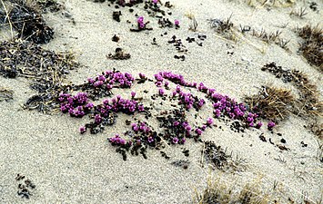 Saxifraga oppositifolia