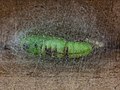 Prepupa of cabbage looper in its cocoon