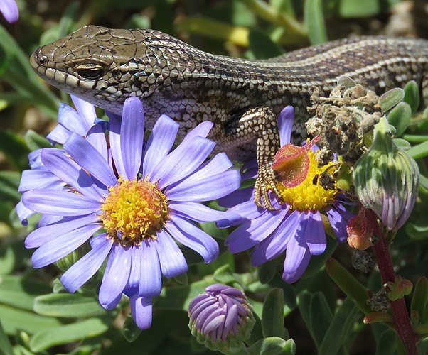 Капская мабуя Trachylepis capensis на соцветиях астры