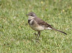 Description de l'image Cape_wagtail_(8035546025).jpg.