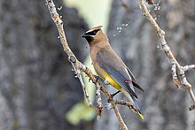 A cedar waxwing perched on a low-hanging tree branch