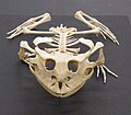 Squelette de Ceratophrys cornuta, vue de face.