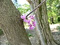 Eastern redbud