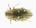 Chrysobothris