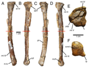 Metatarsal referred to Citipes elegans, shown from multiple views