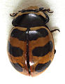 Coccinella trifasciata.