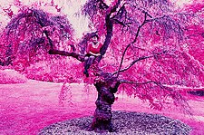 An example of color infrared