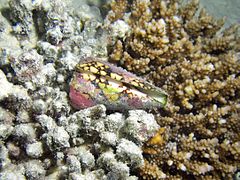 Un cône (Conus sp., peut-être Conus bandanus)