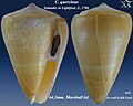 Conus quercinus Solander in Lightfoot, J., 1786