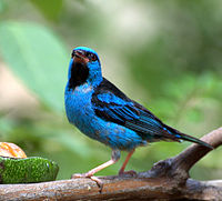 Blue Dacnis (male)