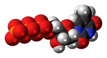 Space-filling model of the thymidine triphosphate molecule, 4- negative charge