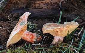 Lactarius deliciosus