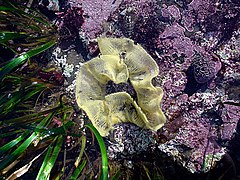 Jajašca vrste iz skupine Doridoidea, Moss Beach, California