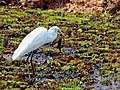 Ardea alba