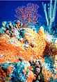 Image 26Non-bilaterians include sponges (centre) and corals (background). (from Animal)