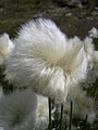 Scheuchzers Wollgras (Eriophorum scheuchzeri)