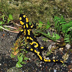 Un individu de la sous-espèce S. s. salamandra avec des taches plus grosses.