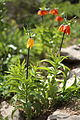 Fritillaria imperialis(لاله واژگون زرد) at kurdstan, Iran