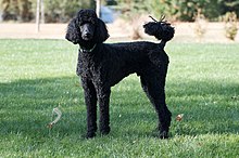 A black poodle with curly hair and a raised tail looks at the camera
