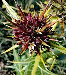 Plant in flower