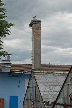 Gniazdo bocianie w Golędzinowie