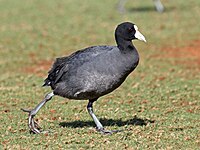 Hawaiian coot with white frontal shield