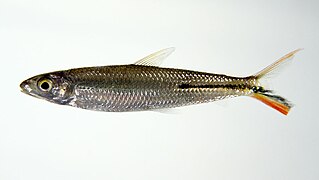 Hemiodus gracilis