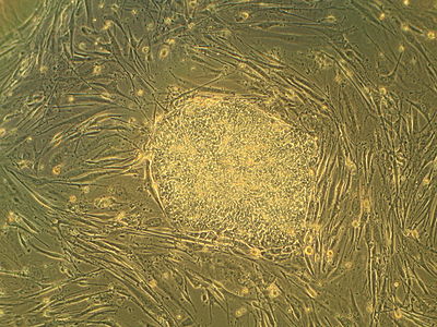 Embryonic stem cells, by Ryddragyn