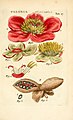 Paeonia officinalis from Illustratio systematis sexualis Linnaeani