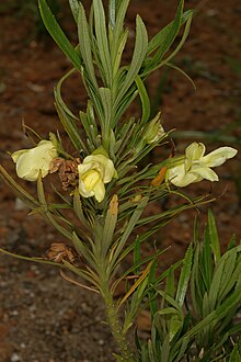 Ixianthes retzioides, flower