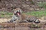 Jaguar Panthera onca palustris ♂