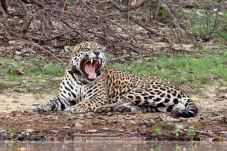 Pantanal jaguar at GPS wildlife tracking, by Charlesjsharp