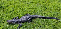 Juvenile alligator found in Everglades National Park