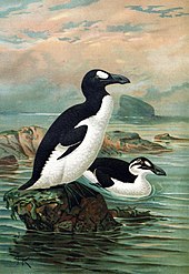 Un grand oiseau avec le dos noir, le ventre blanc et une tache blanche au-dessus de l'œil debout sur un rocher dans l'océan, tandis qu'un oiseau similaire nage en arrière plan, présentant une bande blanche plutôt qu'une tache.