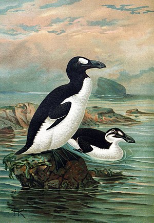 איור של אלקות גדולות, מלפני 1912. האלקה הגדולה הייתה עוף ימי דמוי פינגווין. האלקה הגדולה נכחדה במהלך המאה ה-19.