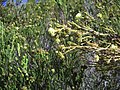 Kunzea ericifolia foliage, flowers and fruit.