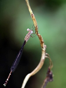 female