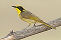 Helmeted honeyeater