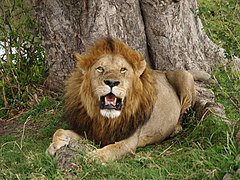 Un lion dans le Masai Mara.