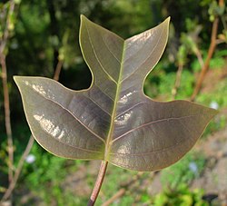 Liriodendron chinense.