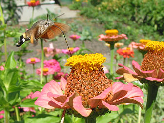 Un « moro sphinx » ou « sphinx colibri » (Macroglossum stellatarum), un insecte, butinant les fleurs de Zinnia violacea. (définition réelle 1 176 × 882*)