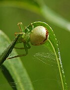 Female, preparing a leaf for egglaying