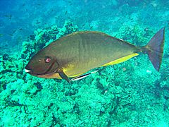 Sleek unicornfish, Naso hexacanthus