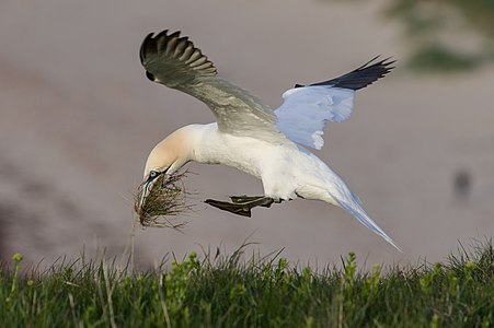 Northern gannet, by Hobbyfotowiki