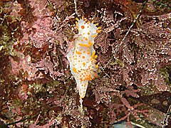 Triopha catalinae (Sea clown, »morski klaun«), sjeverna Kalifornija