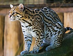 Ocelote