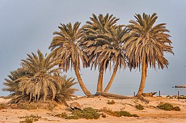 Cluster of palm trees near Umm Bab beach.