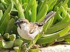Male Iago sparrow