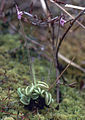 Pinguicula villosa (fi)