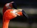 Primo piano di un Phoenicopterus ruber